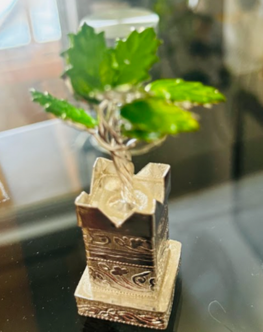 German Silver Tulsi Plant